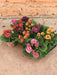 Primrose Mix D11Cm H16Cm