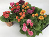 Primrose Mix D11Cm H16Cm