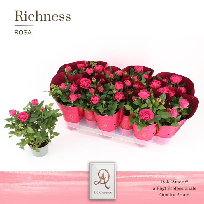 Rosa Primrose D10,5Cm H25Cm