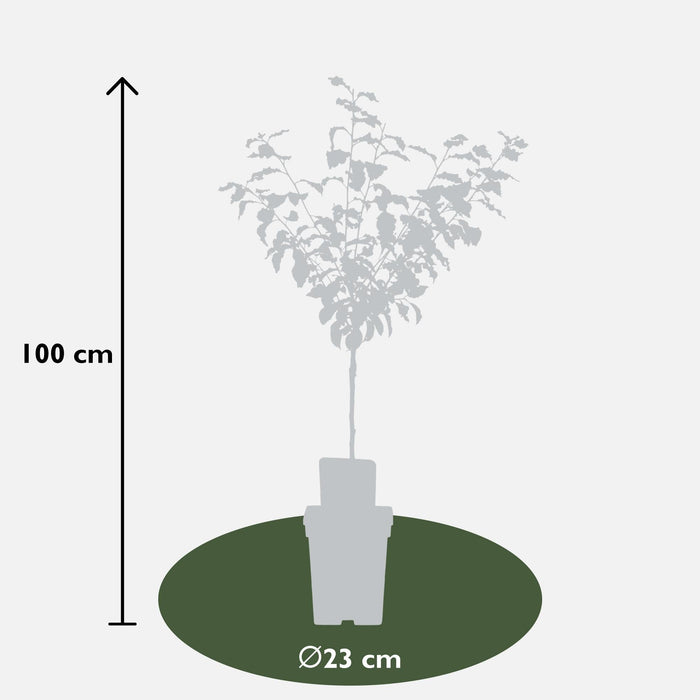 Plommetre 'Reine Claude Verte' - H100Cm, Ø29Cm - Stor Utendørsplante