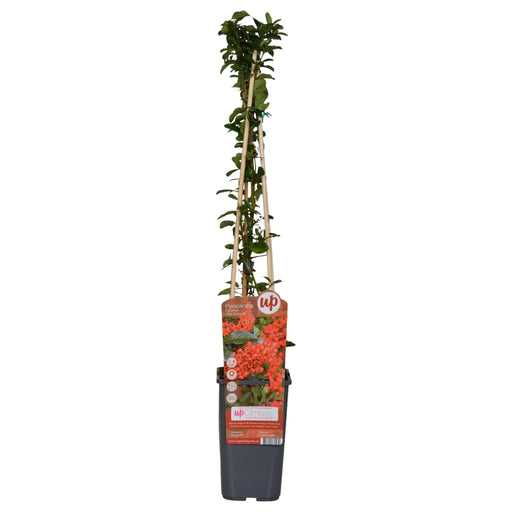 Pyracantha Coccinea 'Red Column' - Sett Med 4