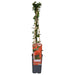 Pyracantha Coccinea 'Red Column' - Sett Med 4