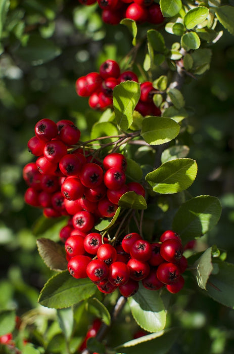 Pyracantha Coccinea 'Red Star'