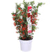 Pyracantha Coccinea 'Red Star'