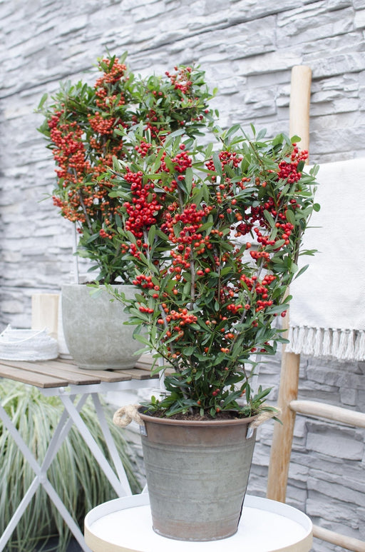 Pyracantha Coccinea 'Red Star'