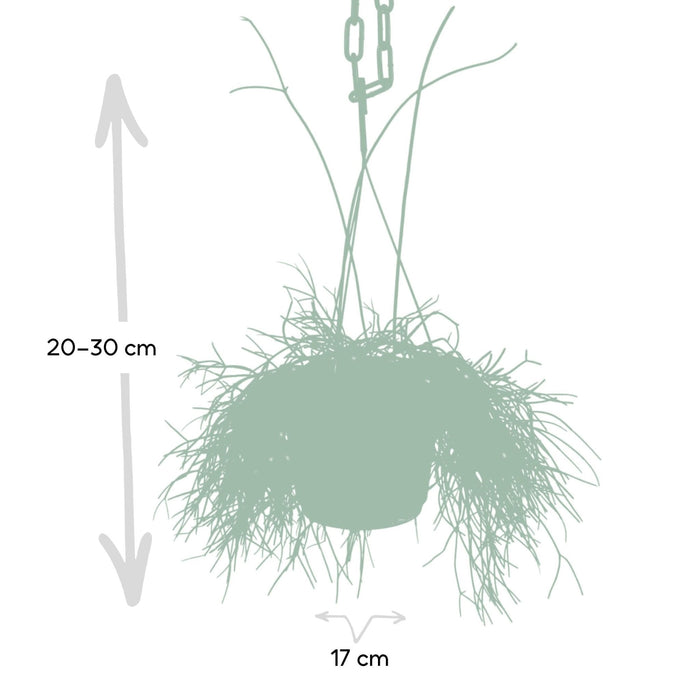 Rhipsalis Baccifera H25Cm