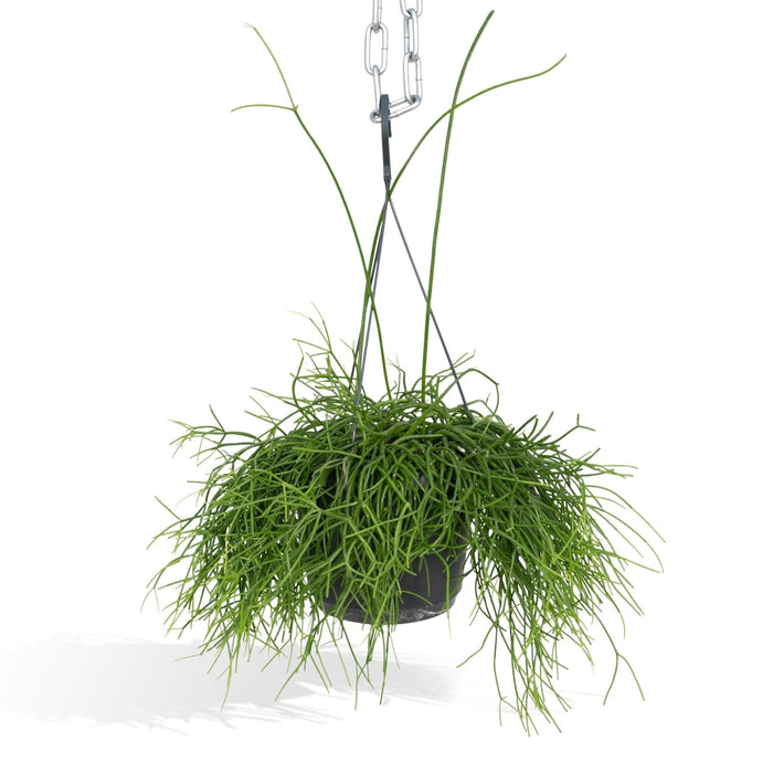 Rhipsalis Baccifera H25Cm