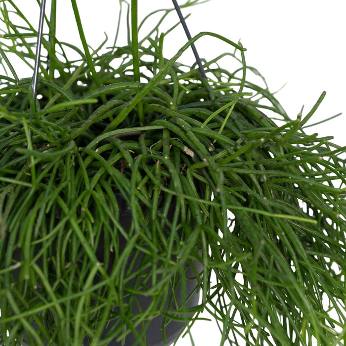 Rhipsalis Baccifera H25Cm