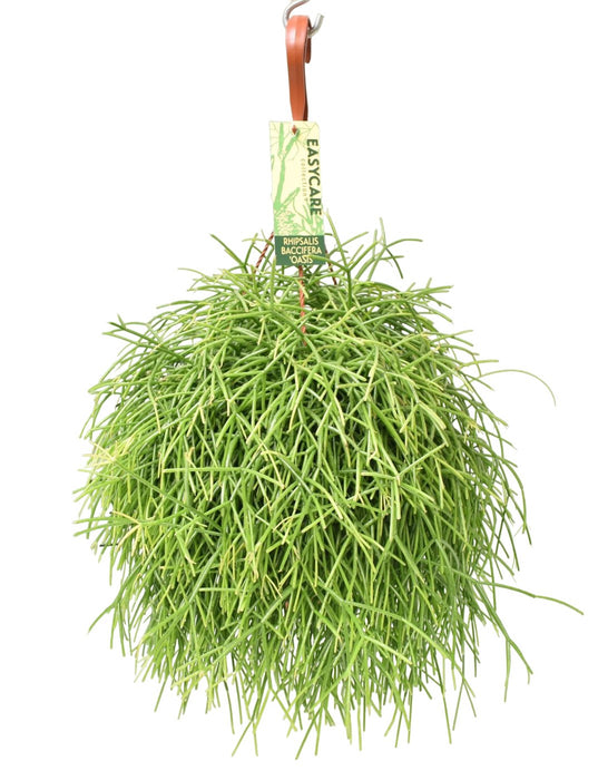 Rhipsalis Baccifera Oasis