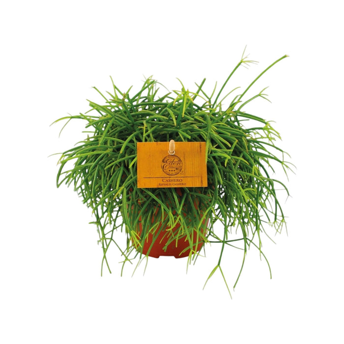 Rhipsalis Cashero