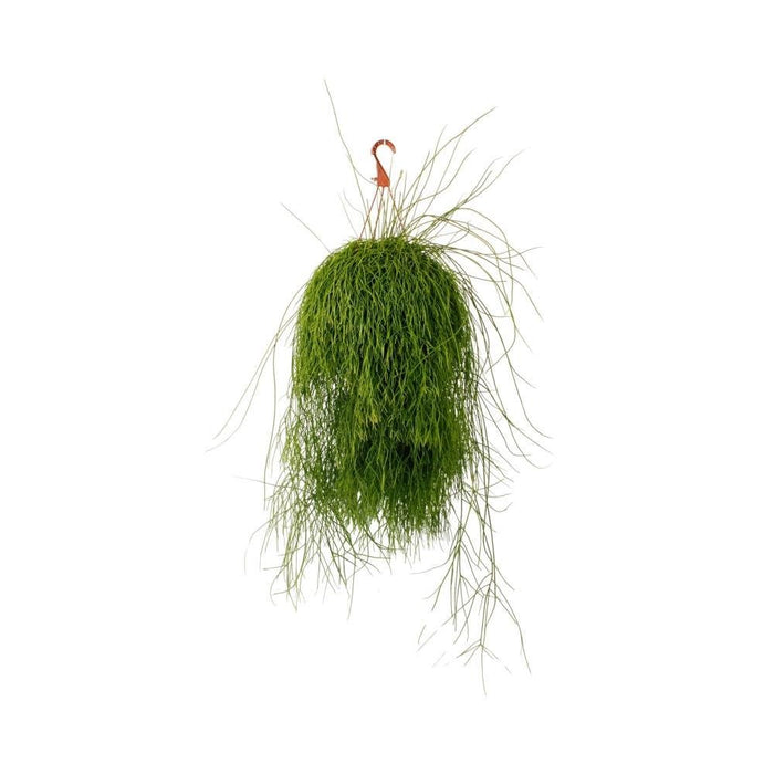 Rhipsalis Cassutha