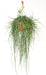 Rhipsalis Floccosa