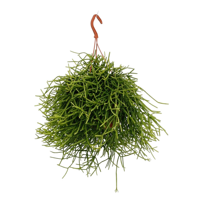 Rhipsalis Heteroclada