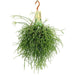 Rhipsalis Pulchra