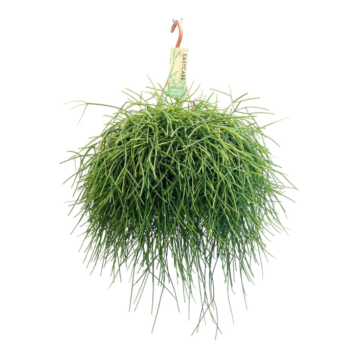 Rhipsalis Pulchra