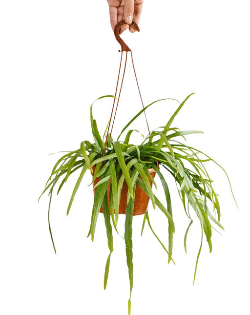 Rhipsalis