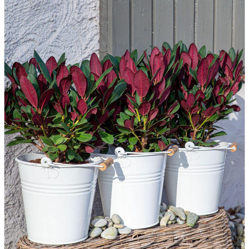 Rhododendron 'Wine & Roses'® - ↨20Cm - Ø13Cm - Blomstrende Busk