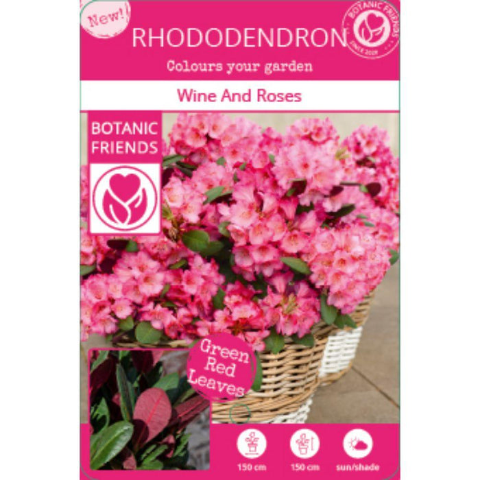 Rhododendron 'Wine & Roses'® - ↨20Cm - Ø13Cm - Blomstrende Busk