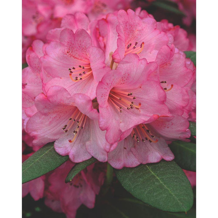 Rhododendron 'Wine & Roses'® - ↨20Cm - Ø13Cm - Blomstrende Busk