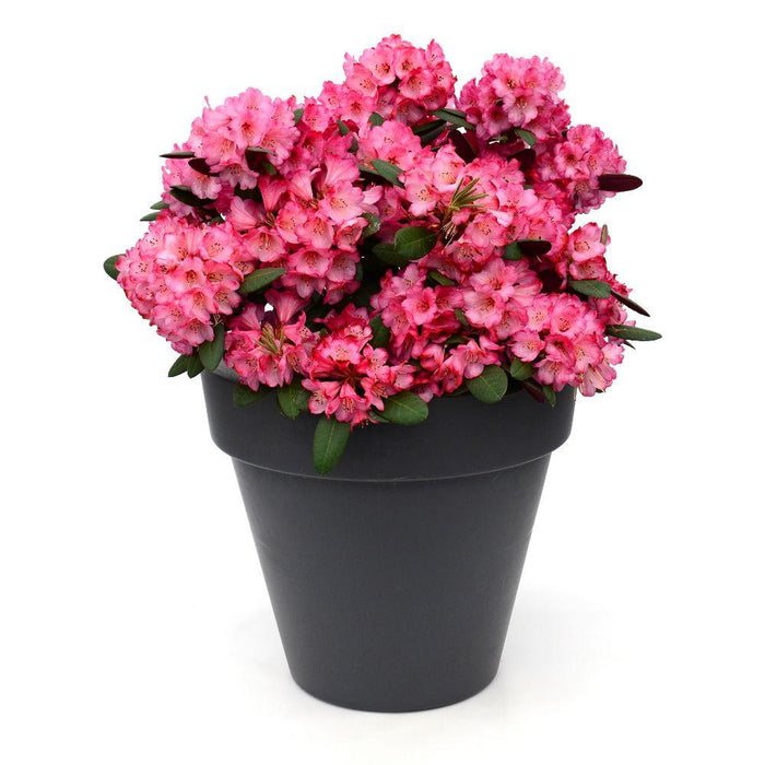 Rhododendron 'Wine & Roses'® - ↨20Cm - Ø13Cm - Blomstrende Busk