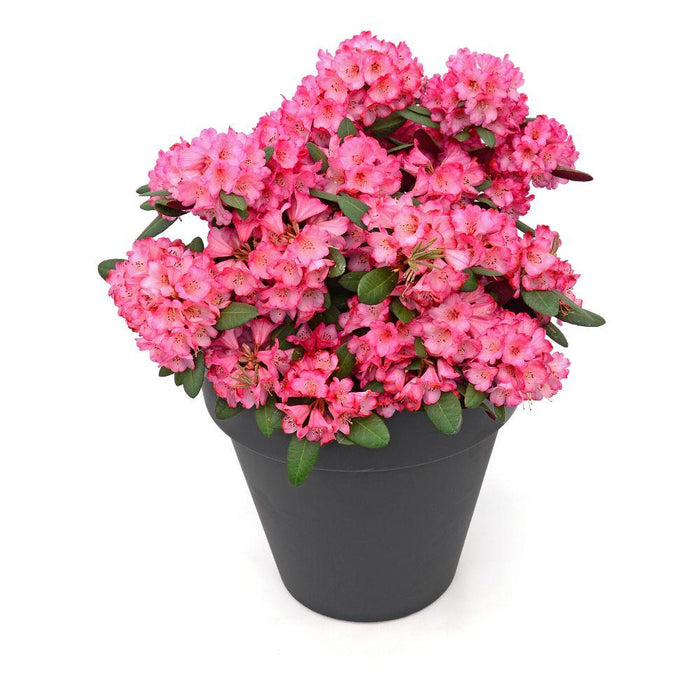 Rhododendron 'Wine & Roses'® - ↨20Cm - Ø13Cm - Blomstrende Busk