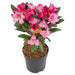 Rhododendron 'Wine & Roses'® - ↨20Cm - Ø13Cm - Blomstrende Busk