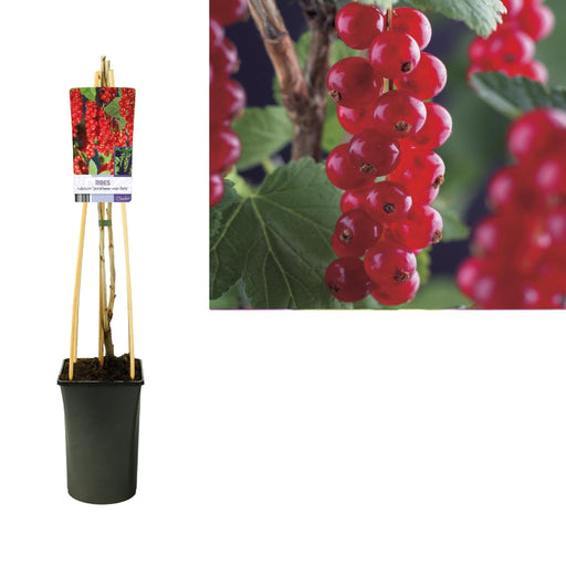 Ribes Rubrum 'Jonkheer Van Tets' +Light Label - Ø17Cm - ↕75Cm