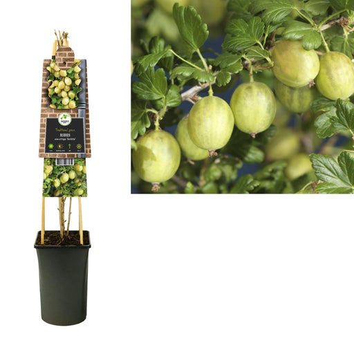 Ribes Uva-Crispa 'Invicta' +3,0 Etikett - Ø17Cm - ↕75Cm