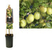 Ribes Uva-Crispa 'Invicta' +3,0 Etikett - Ø17Cm - ↕75Cm