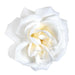 White Rose Bush - Utendørs Blomstrende Plante