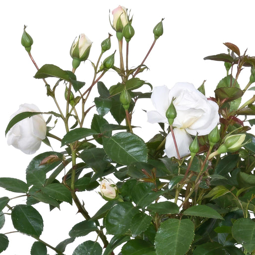 White Rose Bush - Utendørs Blomstrende Plante