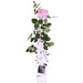 Rose Bush Crazy In Love 'Pink' - ↨65Cm - Ø15 - Utendørs Blomstrende Busk