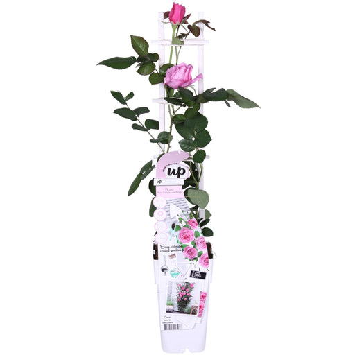 Rose Bush Crazy In Love 'Pink' - ↨65Cm - Ø15 - Utendørs Blomstrende Busk