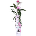 Rose Bush Crazy In Love 'Pink' - ↨65Cm - Ø15 - Utendørs Blomstrende Busk