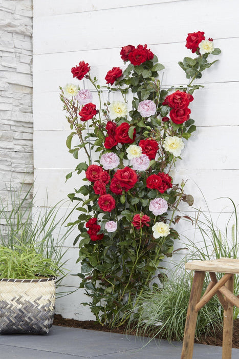 Rose Bush Crazy In Love 'Pink' - ↨65Cm - Ø15 - Utendørs Blomstrende Busk