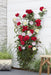 Rose Bush Crazy In Love 'Pink' - ↨65Cm - Ø15 - Utendørs Blomstrende Busk