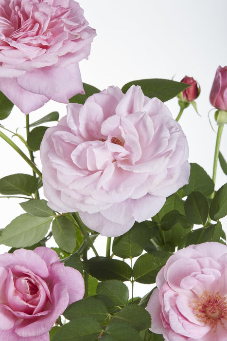 Rose Bush Crazy In Love 'Pink' - ↨65Cm - Ø15 - Utendørs Blomstrende Busk