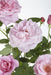 Rose Bush Crazy In Love 'Pink' - ↨65Cm - Ø15 - Utendørs Blomstrende Busk