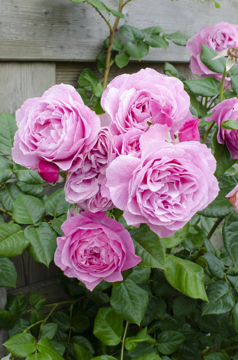 Rose Bush Crazy In Love 'Pink' - ↨65Cm - Ø15 - Utendørs Blomstrende Busk