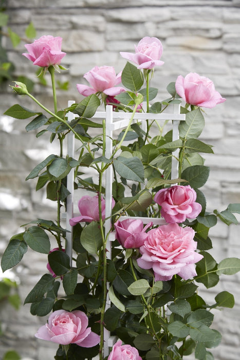 Rose Bush Crazy In Love 'Pink' - ↨65Cm - Ø15 - Utendørs Blomstrende Busk