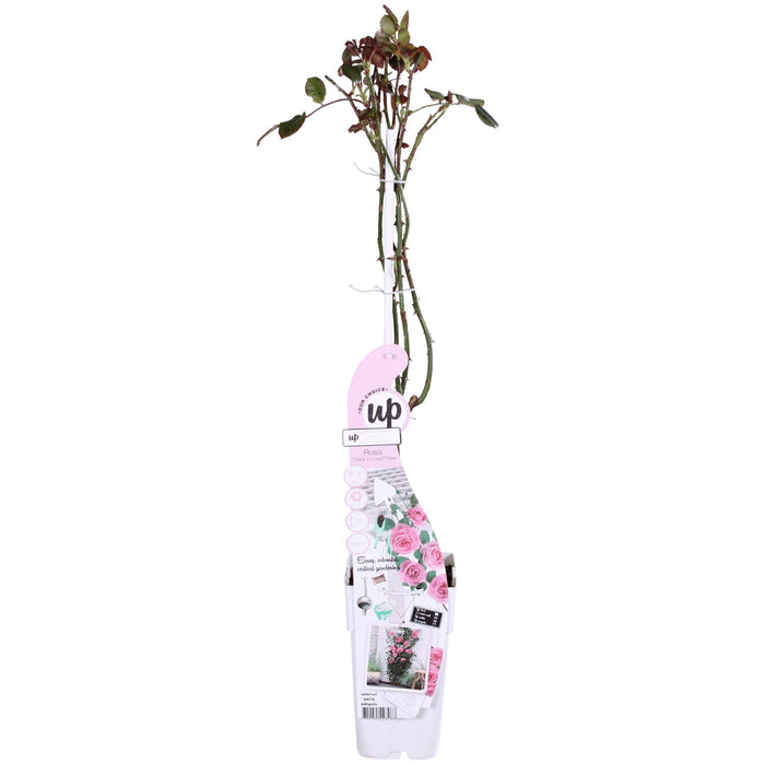 Rose Bush Crazy In Love 'Pink' - ↨65Cm - Ø15 - Utendørs Blomstrende Busk