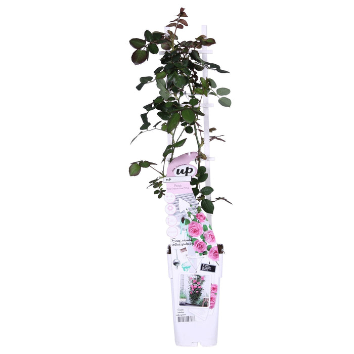 Rose Bush Crazy In Love 'Pink' - ↨65Cm - Ø15 - Utendørs Blomstrende Busk