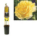 Golden Climber Rose Bush D17Cm H75Cm