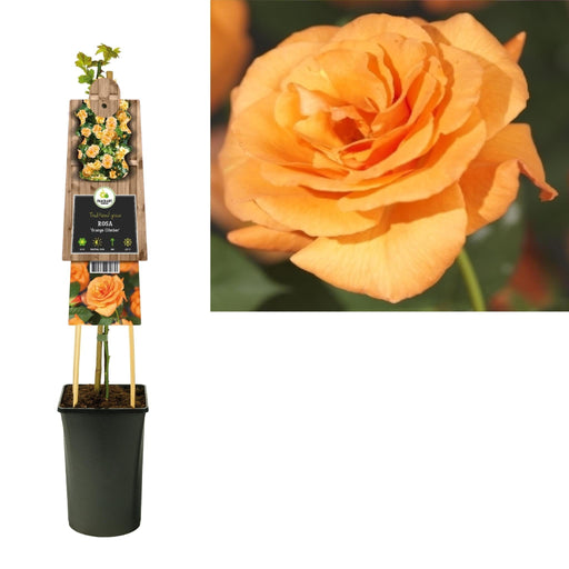 Rosebusk Oransje D17Cm H75Cm