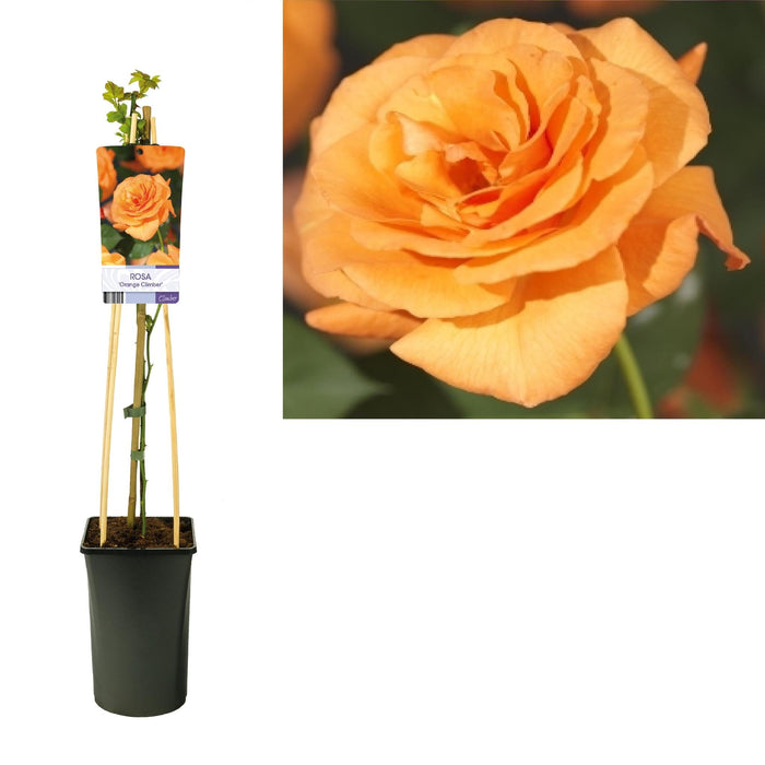 Rosebusk Oransje D17Cm H75Cm