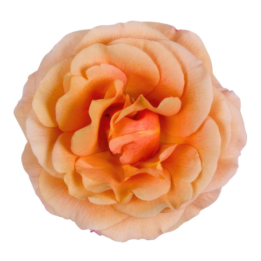 Orange Rose Bush - Utendørs Blomstrende Plante