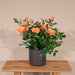 Orange Rose Bush - Utendørs Blomstrende Plante