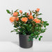 Orange Rose Bush - Utendørs Blomstrende Plante