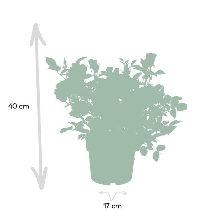 Orange Rose Bush - Utendørs Blomstrende Plante