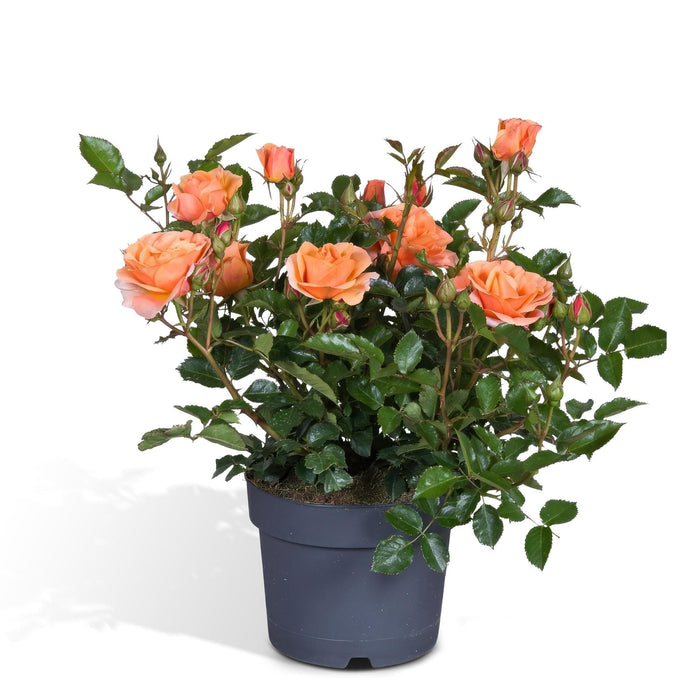 Orange Rose Bush - Utendørs Blomstrende Plante